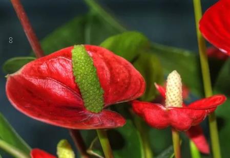 蟹爪兰能用松针土吗 如何养护长得旺盛