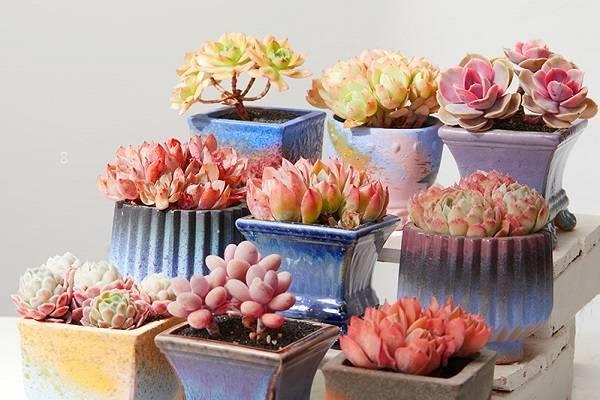 新手如何种多肉 需要注意哪些事项