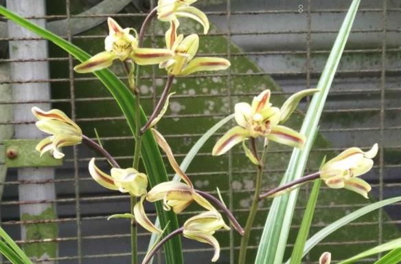 新买的花毛茛怎么养护 养护时有哪些注意事项 新买的花毛茛怎么养护 养护时有哪些注意事项