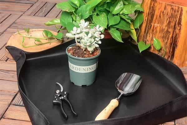 怎样养好多肉植物 哪些因素比较重要