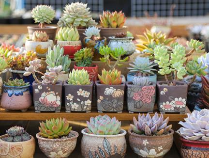 最好养活的多肉植物品种 新手多肉品种推荐