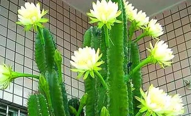 2025夏天多肉放哪里好 怎么养