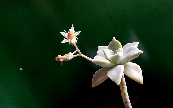 多肉一盆种几株 常用的花盆有几种 多肉一盆种几株 常用的花盆有几种