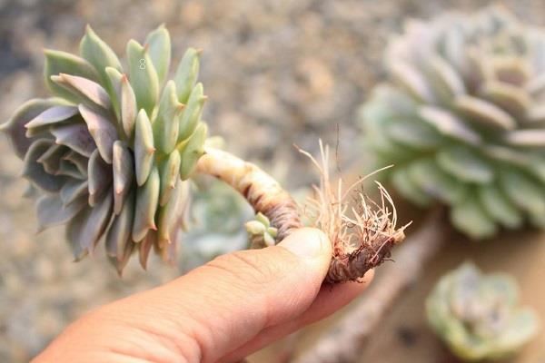 多肉一碰就掉叶子是怎么回事 要如何预防 多肉一碰就掉叶子是怎么回事 要如何预防