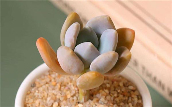 创意多肉如何栽培 有哪些栽培方法