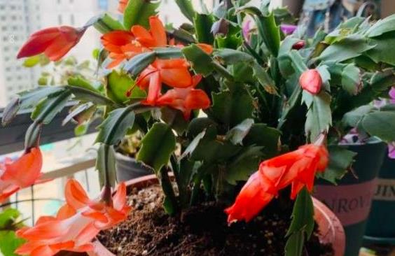 弹簧草叶子不卷了怎么办 可以剪叶子吗