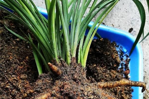 中国水仙都有什么颜色 各色中国水仙图片大全