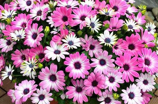 蓝花茄如何养殖 养殖时注意事项有哪些