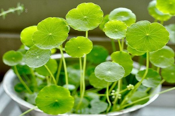 郁金香怎么养开花美 种植方法有哪些