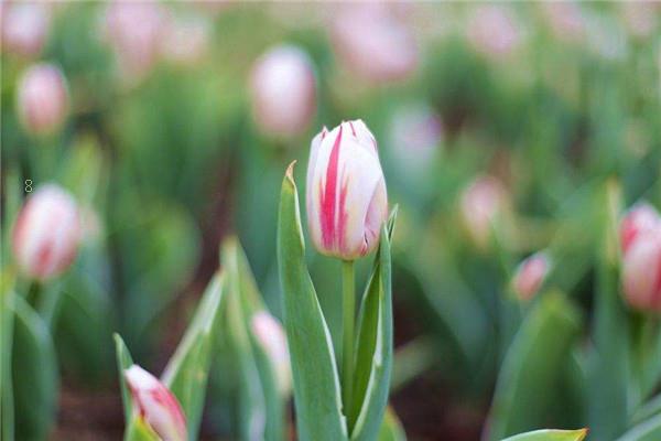 玉翁一年开几次花 花期是几月份