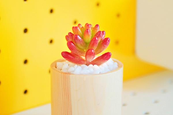 多肉茜之塔怎么养漂亮 哪些条件比较重要 多肉茜之塔怎么养漂亮 哪些条件比较重要