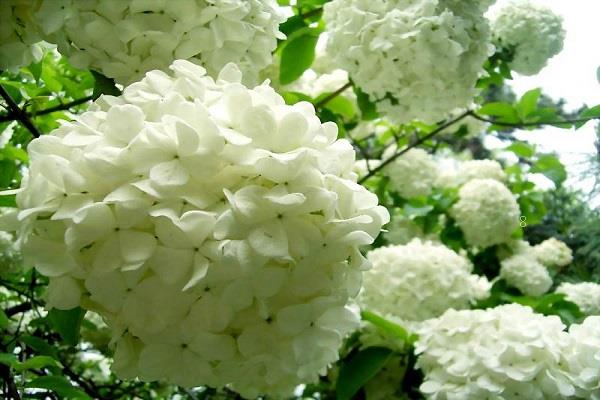 繁星花什么时候开花 繁星花的花期养护管理