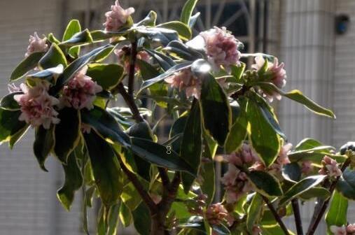 彩色马蹄莲怎么繁殖 可以切球分株吗