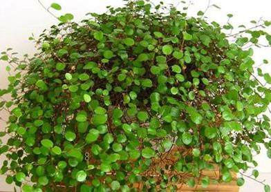 繁星花的种植方法 繁星花应该怎么养殖 繁星花的种植方法 繁星花应该怎么养殖