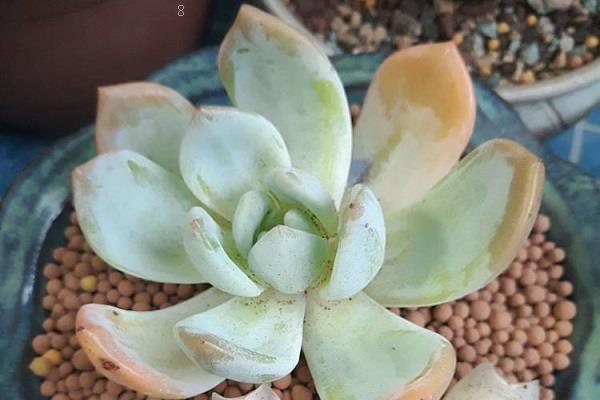 多肉化水的原因是什么 要怎么挽救 多肉化水的原因是什么 要怎么挽救