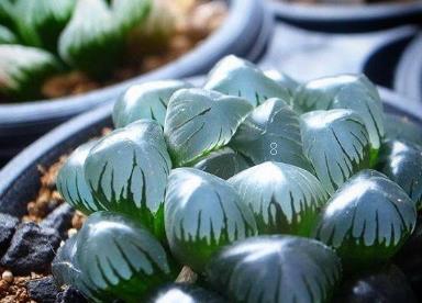 多肉植物怎么修剪造型 多肉养殖技巧总结