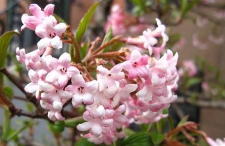 丝苗型优质水稻高效丰产栽培技术 水稻养殖方法总结