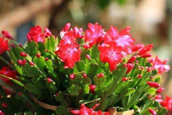 铁兰的养殖方法和注意事项