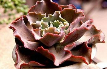 多肉法师有哪些种类 法师多肉介绍 多肉法师有哪些种类 法师多肉介绍