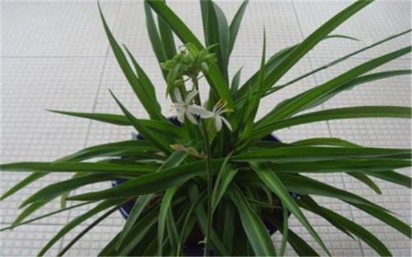 孔雀竹芋的养殖方法和注意事项有哪些 孔雀竹芋的养殖方法和注意事项有哪些