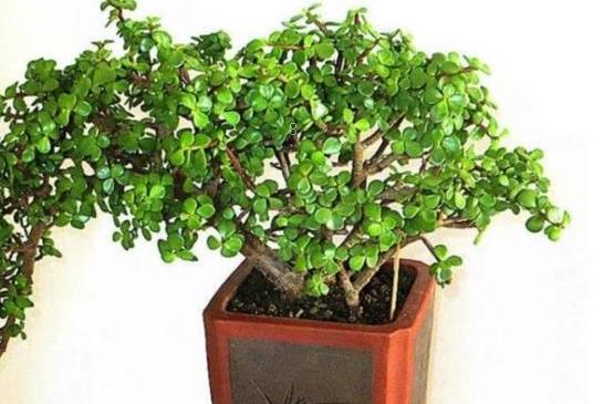 人参果的副作用与禁忌 人参果不能和什么一起吃