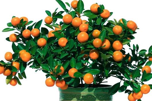 新买的铁线蕨怎么养护 如何育种长得好