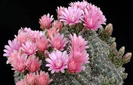 芦荟摆放家里什么位置 芦荟怎么养护好