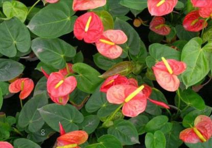 玉兰花能吃吗 有哪些食用方法