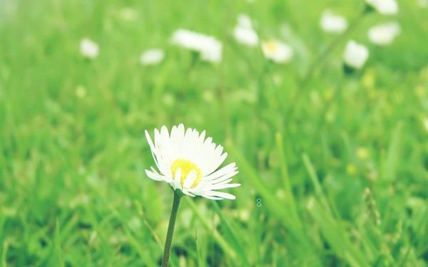 一年生草本花卉有哪些 有哪些是常见的 一年生草本花卉有哪些 有哪些是常见的