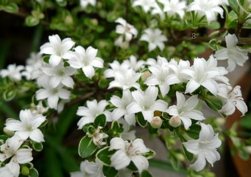 花椒幼树该如何管理 管理技术要点