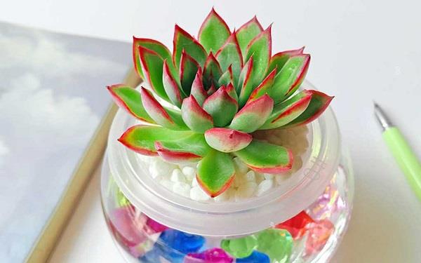 2025年多肉浇水怎么浇 如何正确浇水