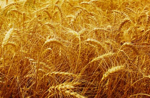 水稻种植技术 机收再生稻栽培技术