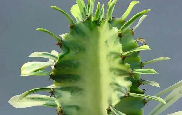 蟹爪兰要怎么换盆 换盆时有哪些注意事项 蟹爪兰要怎么换盆 换盆时有哪些注意事项