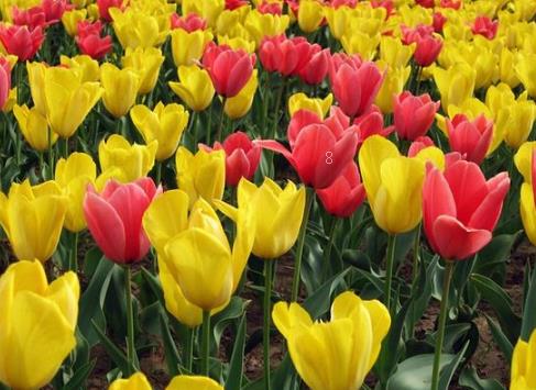 家里为什么不能养虎皮兰 虎皮兰应该如何摆放