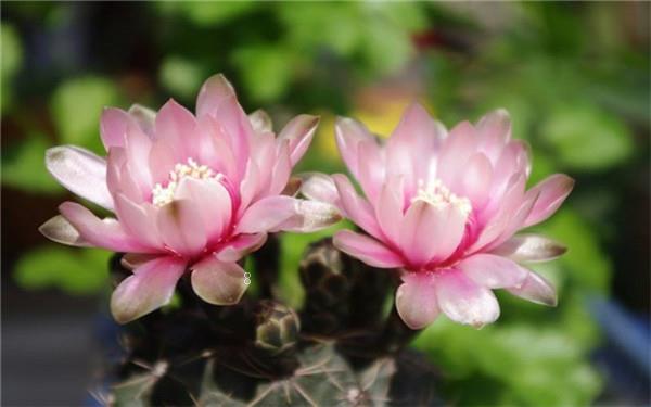 宝石花的特点是什么 有什么寓意