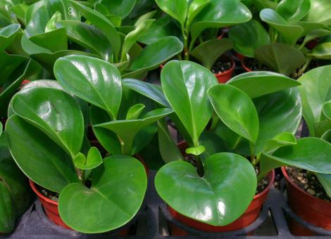 郁金香花谢后怎么处理 养护时有哪些注意事项