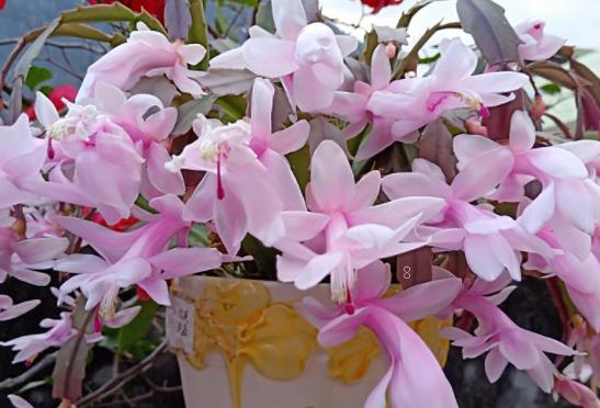 蟹爪兰喜欢酸性土壤还是碱性土壤 日常如何养护蟹爪兰 蟹爪兰喜欢酸性土壤还是碱性土壤 日常如何养护蟹爪兰