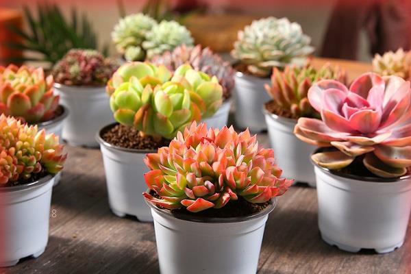 多肉化水是怎么回事 要如何处理