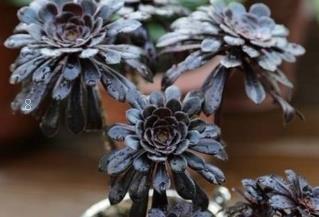 粉蓝鸟怎么养 多肉粉蓝鸟的种植注意事项