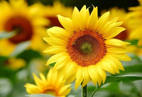 花生涝害有什么危害 补救措施有什么