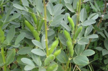 谷子贮藏需要注意的问题有哪些 谷子养殖技巧