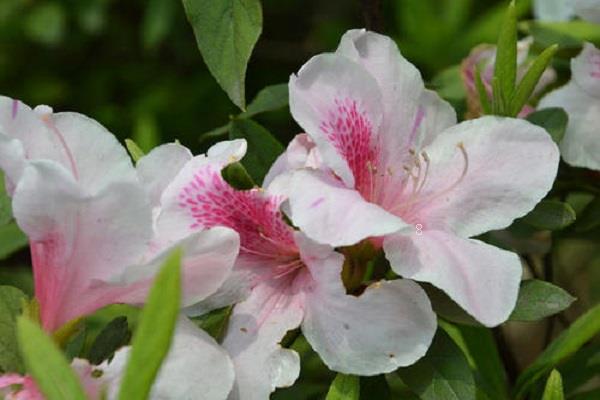 红叶李花与樱花的区别是什么 如何辨别这两种植物