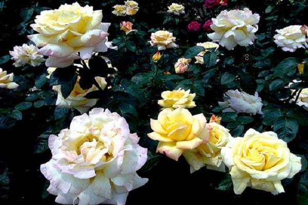 凤丹和牡丹的区别是什么 如何辨别这两种植物