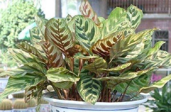 富贵竹怎么养好 种植注意事项有哪些