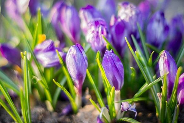 蟹爪兰叶子蔫了如何救 快速恢复的方法 蟹爪兰叶子蔫了如何救 快速恢复的方法