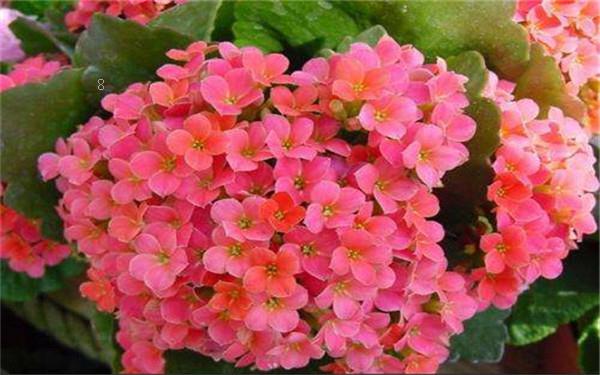 兰花催花技巧有哪些 注意事项有哪些 兰花催花技巧有哪些 注意事项有哪些