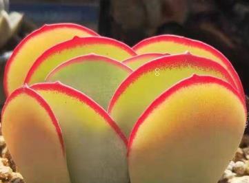 乙女心的养殖方法 乙女心生长需要什么环境