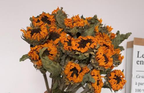 玉麒麟怎么繁殖 能扦插繁殖吗