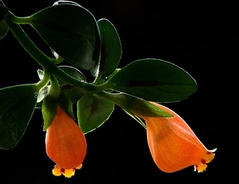 虎皮兰换盆要不要浇水 换盆方法是什么