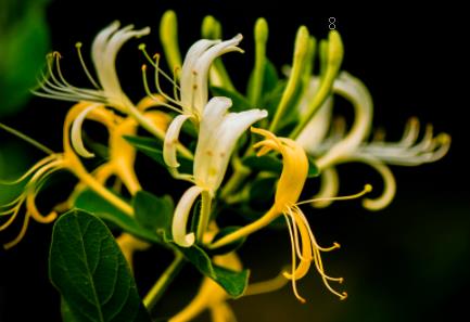 芍药喜阴还是喜阳 养护芍药应注意什么